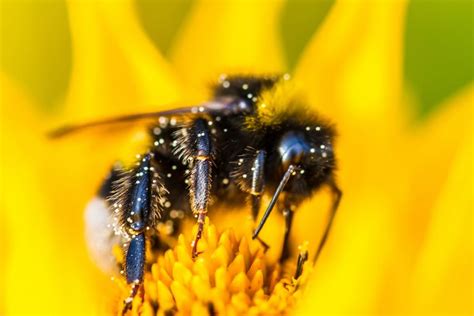 Are Bees and Flowers Mutualism: A Dance of Nature or Just a Sweet Illusion?