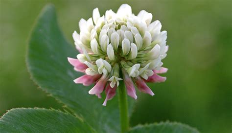 Are Clover Flowers Edible? Exploring the Culinary and Medicinal Potential of Nature's Tiny Blooms