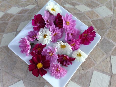 Are Cosmos Flowers Edible? And Why Do They Taste Like Stardust?