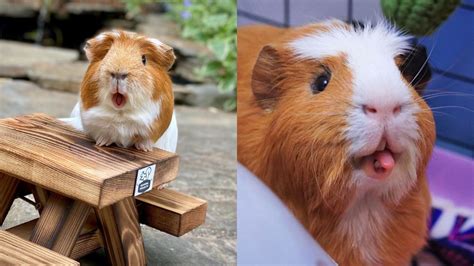 Can Guinea Pigs Eat Flowers? Exploring the Blossoming Debate on Floral Diets