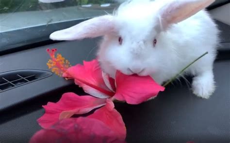 Can Rabbits Eat Hibiscus Flowers? And Why Do They Always Look So Curious?