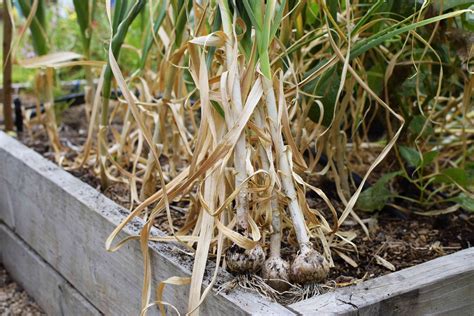 Do You Harvest Garlic Before or After It Flowers: A Tangential Discussion on Timing and Taste