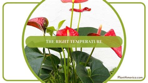 How Long Do Anthurium Flowers Last: Exploring the Lifespan and Beyond