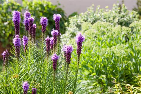 How Many Flowers Do You Get with 1 Bulb of Liatris? And Why Do They Smell Like Forgotten Memories?