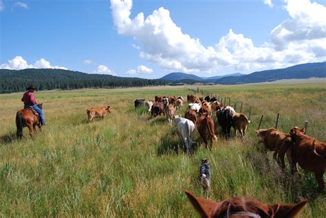 Livestock Ranching Definition: Exploring the Boundaries of Agricultural Practices