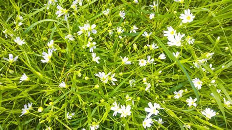 What are the yellow flowers in my yard, and why do they seem to whisper secrets to the wind?