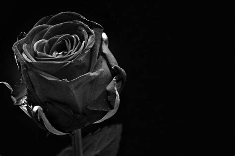 What do black flowers mean? A journey into the enigmatic world of floral symbolism