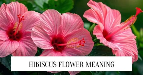 What do hibiscus flowers symbolize, and how do they intertwine with the fabric of dreams?