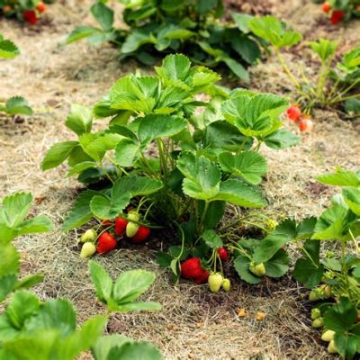 What do strawberry flowers look like, and how do they influence the taste of strawberries?