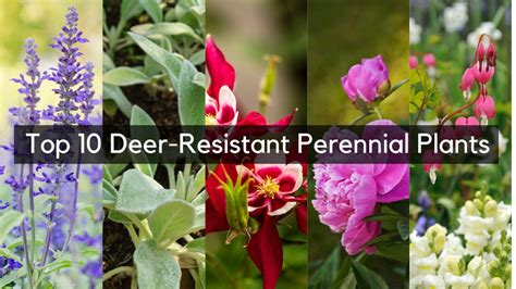 What Fall Flowers Do Deer Not Eat: A Gardener's Guide to Deer-Resistant Blooms