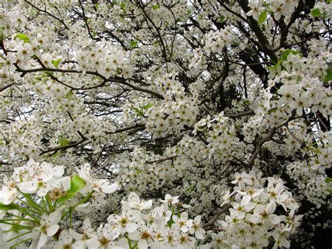 What Kind of Tree Has White Flowers: Exploring the Blossoms of Nature and Beyond