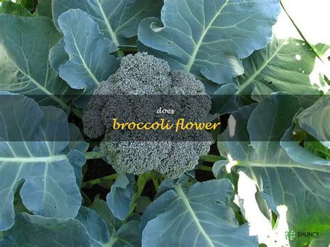 What to Do When Broccoli Flowers: A Guide to Embracing the Unexpected