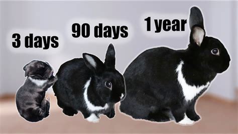 When Do Rabbits Start Breeding: A Journey Through Time and Space