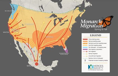 When is Breeding Season for Birds, and How Does It Influence Their Migration Patterns?