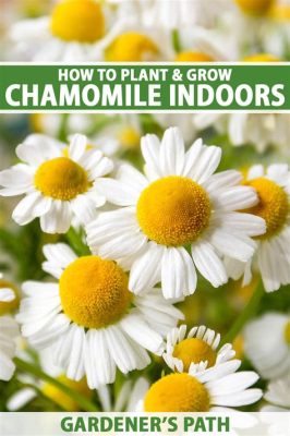 Where to Buy Chamomile Flowers: A Journey Through Markets, Myths, and Moonlight