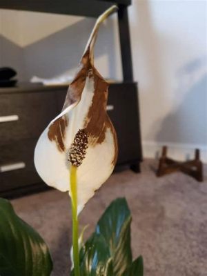 Why Are My Peace Lily Flowers Turning Brown? And Why Do They Seem to Whisper Secrets at Night?