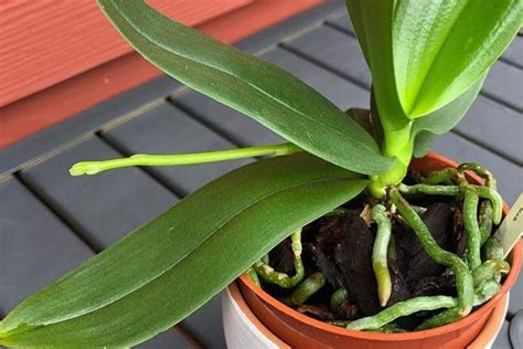 Why Does My Orchid Grow Leaves But No Flowers? And Why Do Cats Always Land on Their Feet?